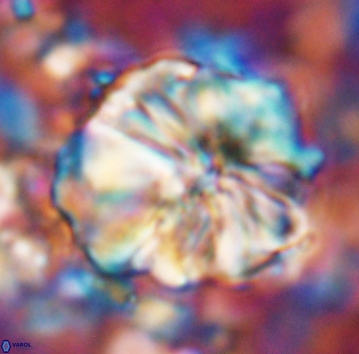 Assipetra youngii 7065