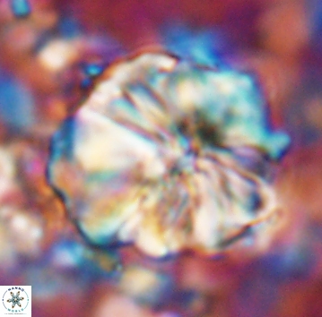 Assipetra youngii 7065