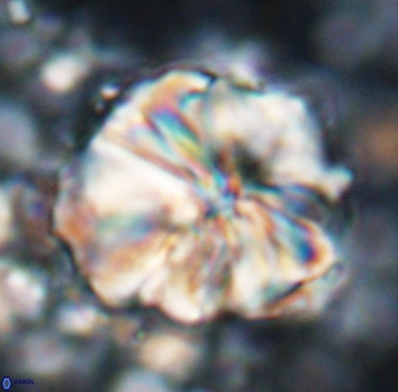 Assipetra youngii 7066