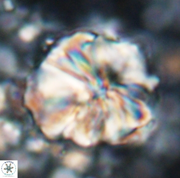 Assipetra youngii 7066
