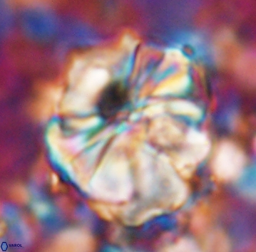 Assipetra youngii 7067