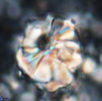 Assipetra youngii 7068