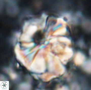 Assipetra youngii 7068