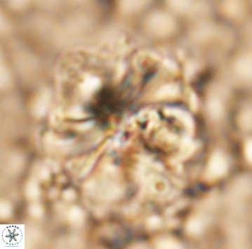 Assipetra youngii 7069
