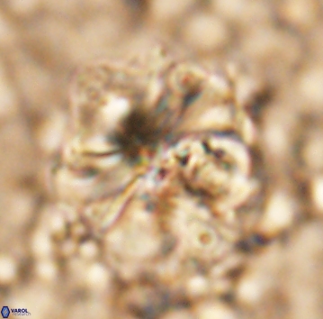 Assipetra youngii 7069