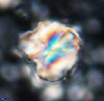 Assipetra youngii 7060