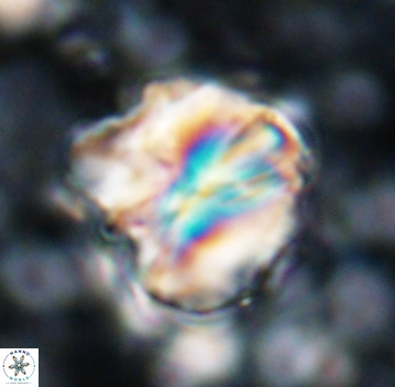Assipetra youngii 7060