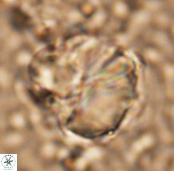 Assipetra youngii 7061