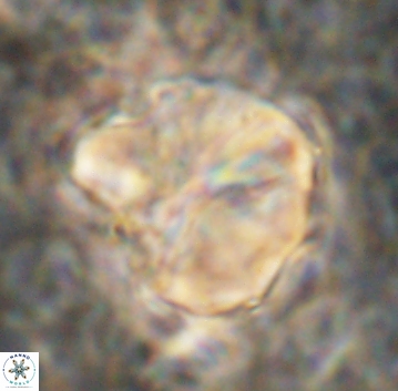 Assipetra youngii 7062