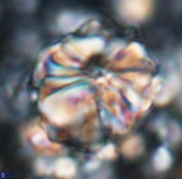 Assipetra youngii 7063