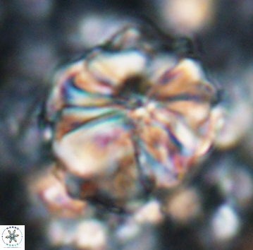 Assipetra youngii 7063