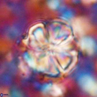 Assipetra youngii 7079