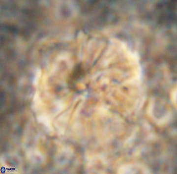 Assipetra youngii 7070