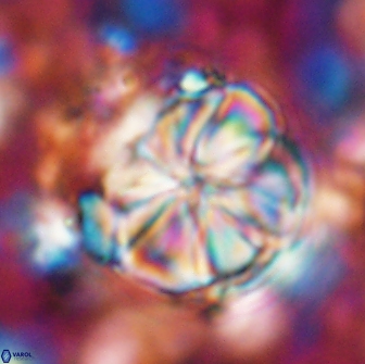 Assipetra youngii 7084