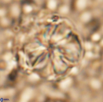 Assipetra youngii 7085