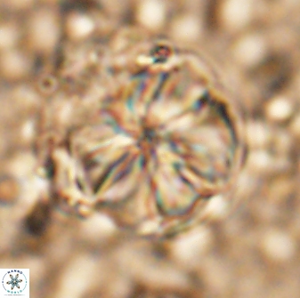 Assipetra youngii 7085