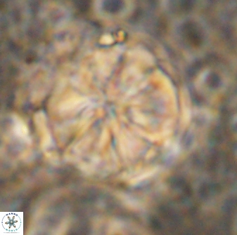 Assipetra youngii 7086