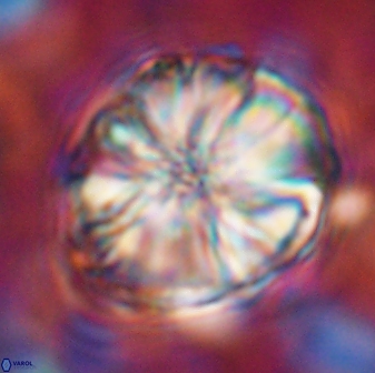 Assipetra youngii 7087