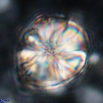 Assipetra youngii 7088