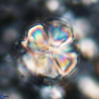 Assipetra youngii 7080