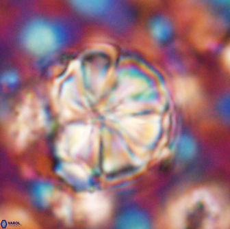 Assipetra youngii 7081