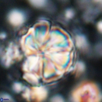 Assipetra youngii 7082