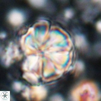 Assipetra youngii 7082