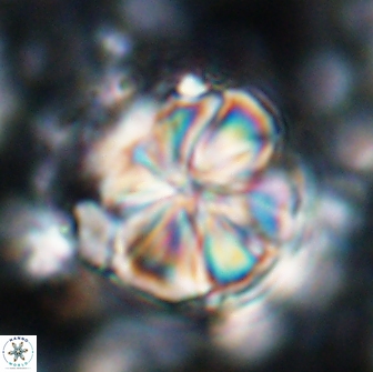 Assipetra youngii 7083