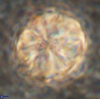 Assipetra youngii 7094