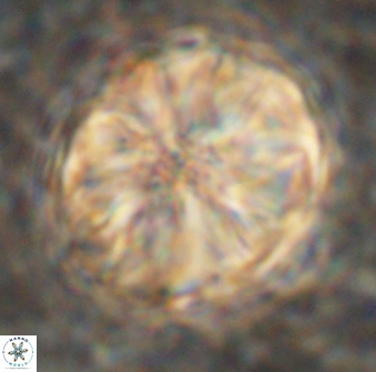 Assipetra youngii 7094