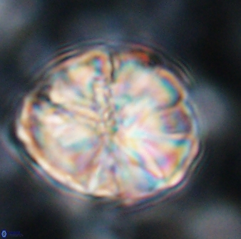 Assipetra youngii 7090