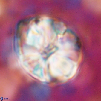 Assipetra youngii 7091