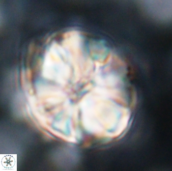 Assipetra youngii 7092
