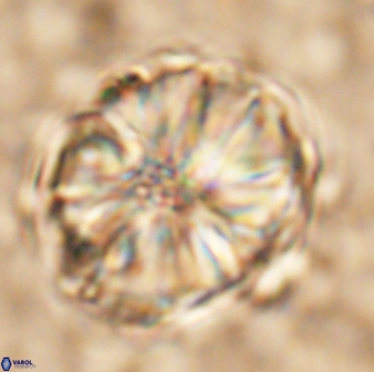 Assipetra youngii 7093