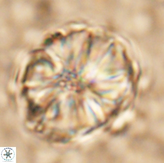 Assipetra youngii 7093