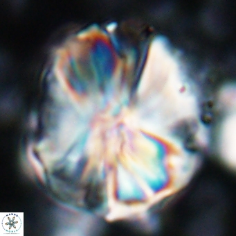 Assipetra youngii 7136