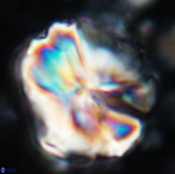 Assipetra youngii 7133