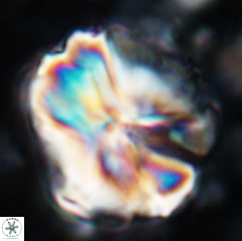 Assipetra youngii 7133