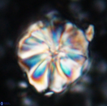 Assipetra youngii 7144