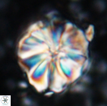 Assipetra youngii 7144