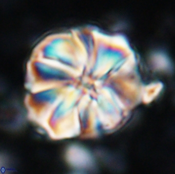 Assipetra youngii 7145