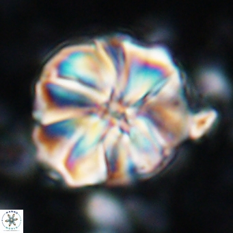 Assipetra youngii 7145