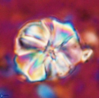 Assipetra youngii 7146