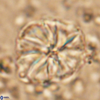 Assipetra youngii 7147