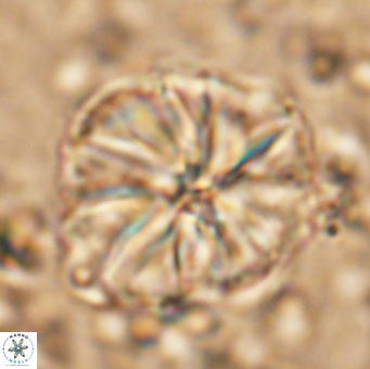 Assipetra youngii 7147