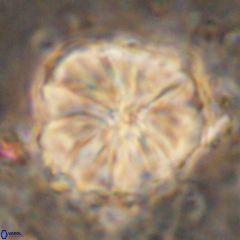 Assipetra youngii 7148