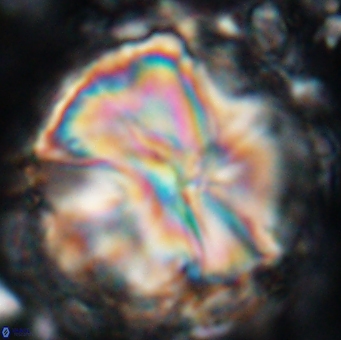 Assipetra youngii 7149