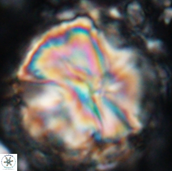 Assipetra youngii 7149