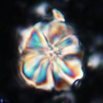 Assipetra youngii 7141