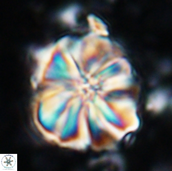 Assipetra youngii 7141